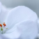 Geranium
